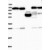 Western Blot: AARSD1 Antibody [NBP1-87414] Lane 1: Marker [kDa] 250, 130, 95, 72, 55, 36, 28, 17, 10 | Lane 2: RT-4 | Lane 3: U-251 MG | Lane 4: Human Plasma | Lane 5: Liver | Lane 6: Tonsil